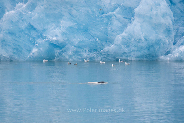 Beluga whales near Monacobreen_MG_6065