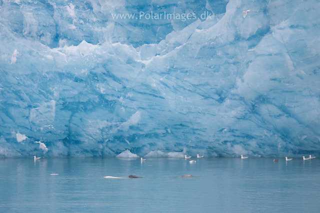 Beluga whales near Monacobreen_MG_6069