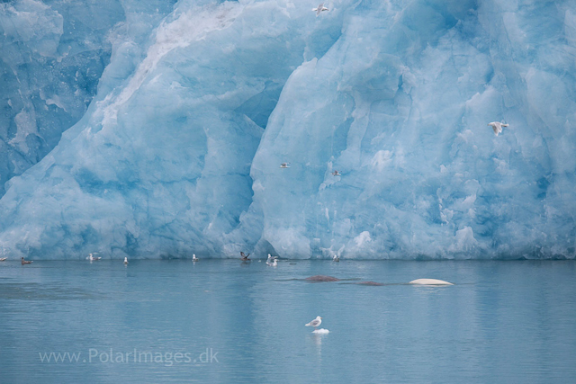 Beluga whales near Monacobreen_MG_6076