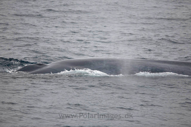 Blue whale, off SW Spitsbergen_MG_6108