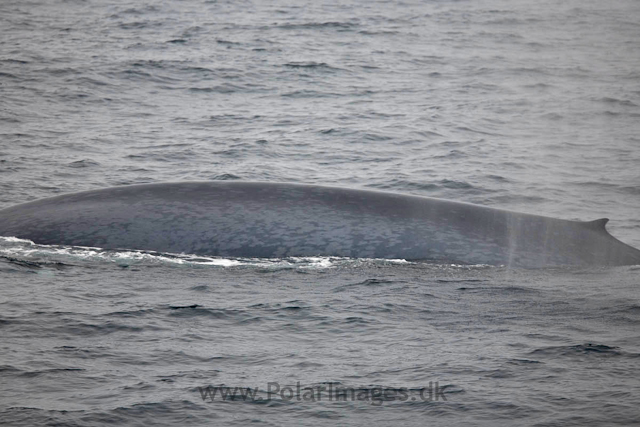 Blue whale, off SW Spitsbergen_MG_6116