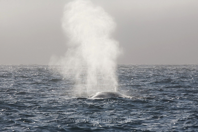 Blue whale off Sorgfjord, Svalbard_MG_5868