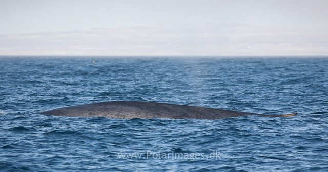 Blue whale off Sorgfjord, Svalbard_MG_5871
