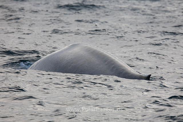 Blue whale off Sorgfjord, Svalbard_MG_5878