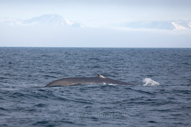 Blue whale off Sorgfjord, Svalbard_MG_5881