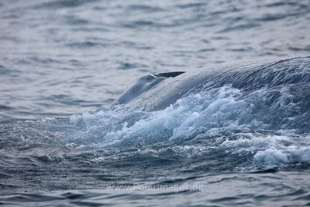 Blue whale off Sorgfjord, Svalbard_MG_5930