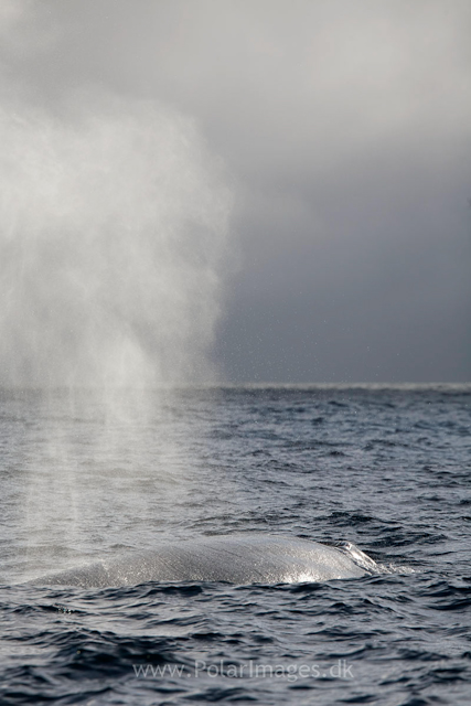 Blue whale off Sorgfjord, Svalbard_MG_5960