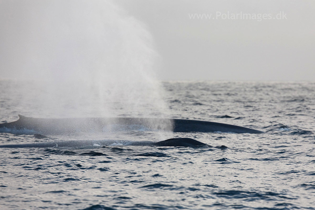 Blue whale off Sorgfjord, Svalbard_MG_5963