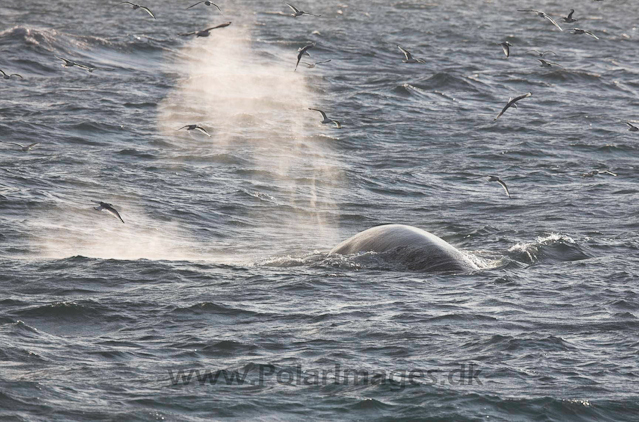 Fin whale_MG_3295