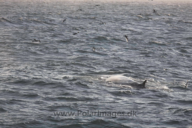 Fin whale_MG_3297