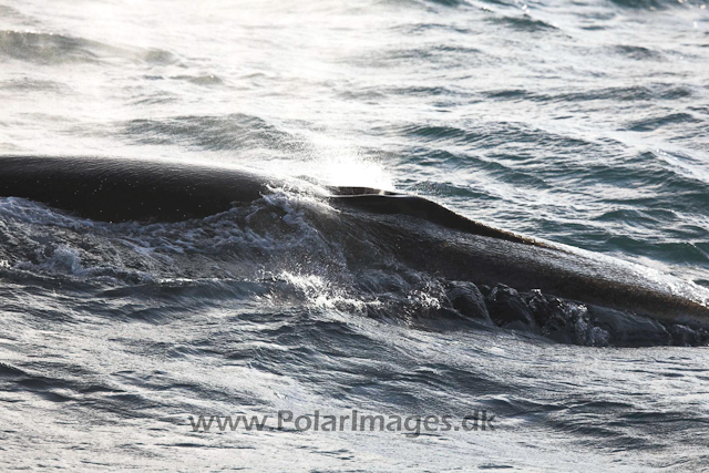 Fin whale_MG_3301