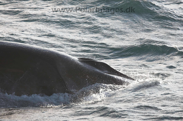 Fin whale_MG_3303