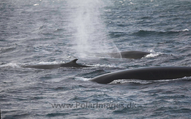 Fin whale_MG_3315