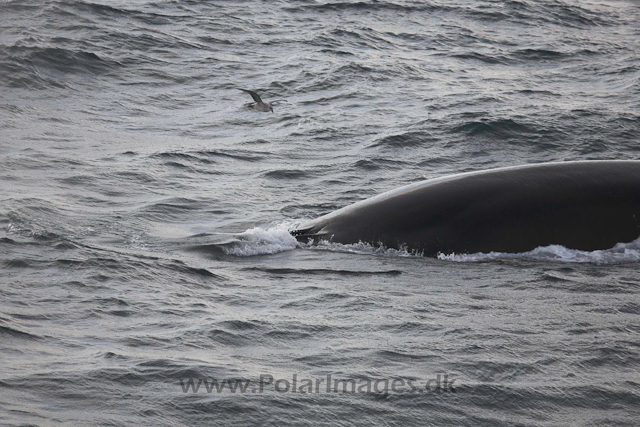 Fin whale_MG_3319