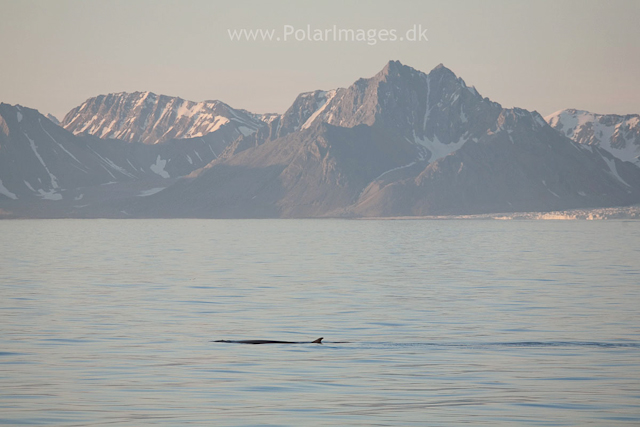 Fin whale off Hornsund_MG_6628