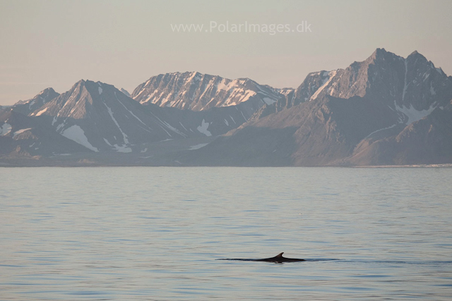 Fin whale off Hornsund_MG_6629