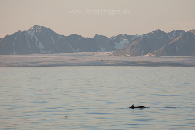 Fin whale off Hornsund_MG_6630