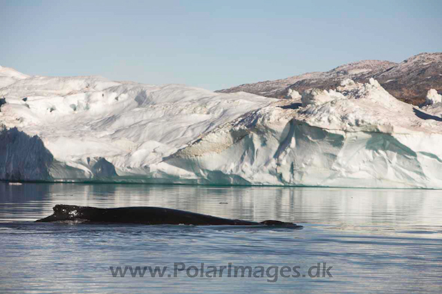 Humpbacks, Johan Petersen Fjord - Sermilik Fjord, East Greenland_MG_5536