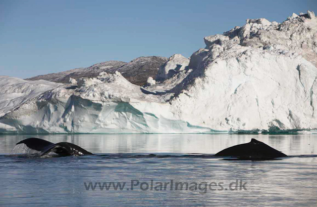 Humpbacks, Johan Petersen Fjord - Sermilik Fjord, East Greenland_MG_5547