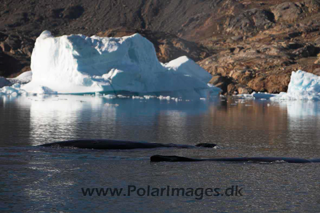 Humpbacks, Johan Petersen Fjord - Sermilik Fjord, East Greenland_MG_5561