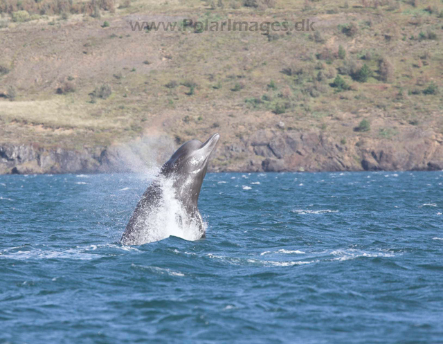 Northern bottlenose whale, Akureyri, Iceland_MG_4348