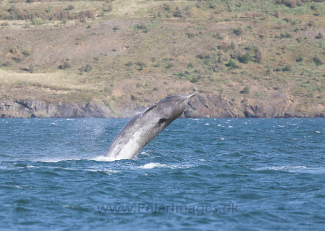 Northern bottlenose whale, Akureyri, Iceland_MG_4350