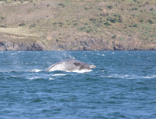 Northern bottlenose whale, Akureyri, Iceland_MG_4351