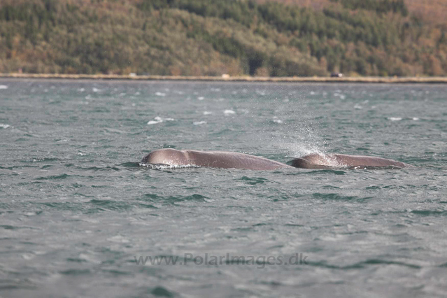 Northern bottlenose whale, Akureyri, Iceland_MG_4389