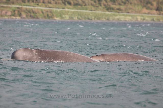 Northern bottlenose whale, Akureyri, Iceland_MG_4394