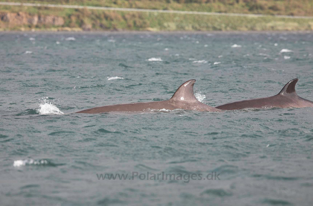 Northern bottlenose whale, Akureyri, Iceland_MG_4398