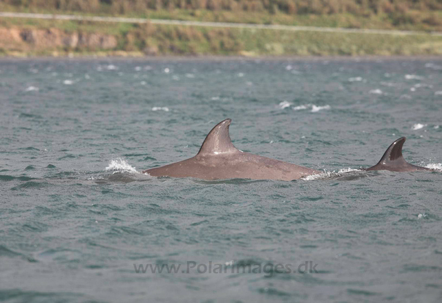 Northern bottlenose whale, Akureyri, Iceland_MG_4399