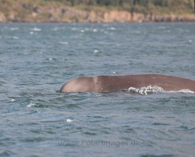 Northern bottlenose whale, Akureyri, Iceland_MG_4405