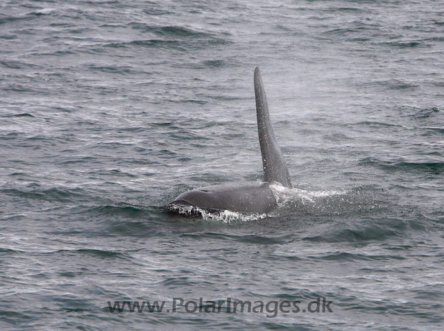 Orca, S Iceland_MG_3937