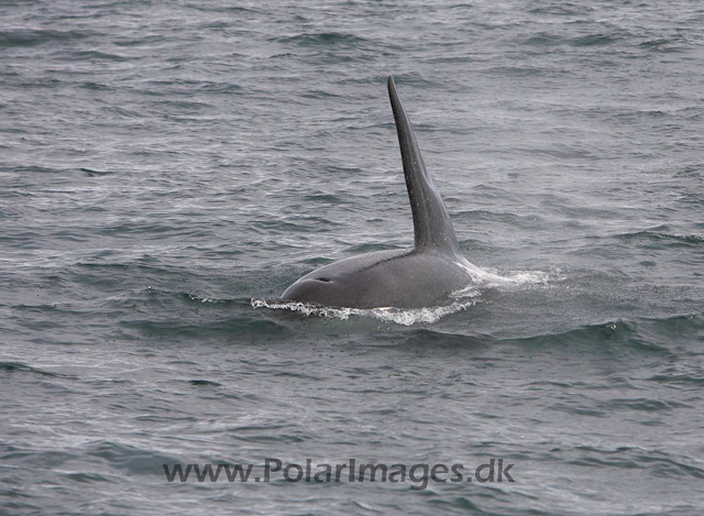 Orca, S Iceland_MG_3938