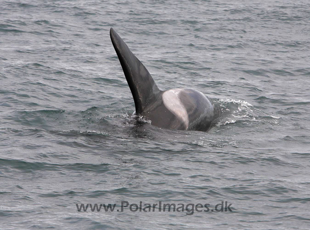 Orca, S Iceland_MG_3941