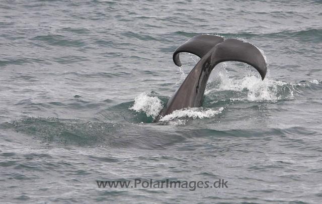 Orca, S Iceland_MG_3944