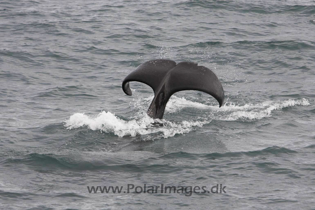 Orca, S Iceland_MG_3945