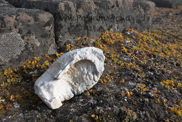 Whale earbone_MG_2375