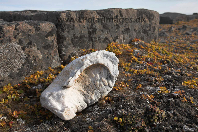 Whale earbone_MG_2376