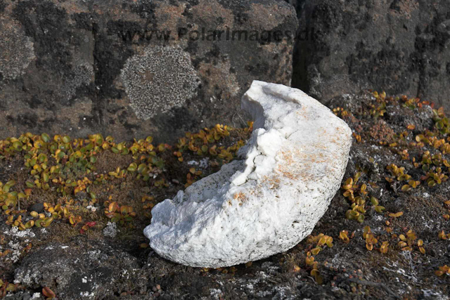 Whale earbone_MG_2381