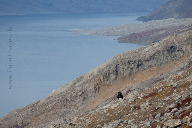 Alpefjord, NE Greenland_MG_1112