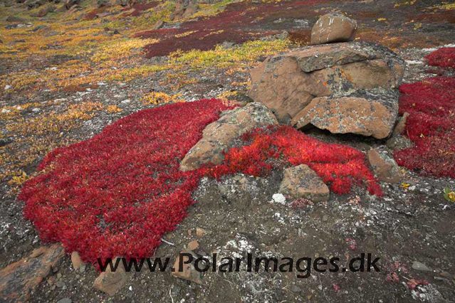 Alpine Bearberry, Steward Island, E Greenland_MG_4262