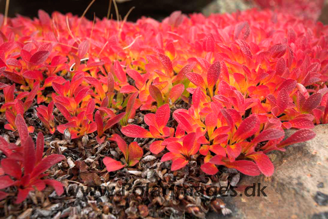 Alpine Bearberry, Steward Island, E Greenland_MG_4264