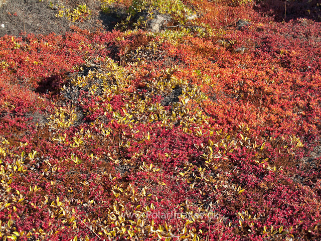 Autumn colors, Sydkap, ScoresbysundIMG_1482