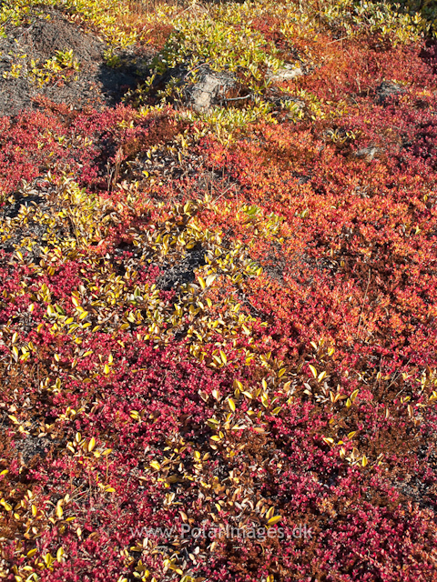 Autumn colors, Sydkap, ScoresbysundIMG_1483