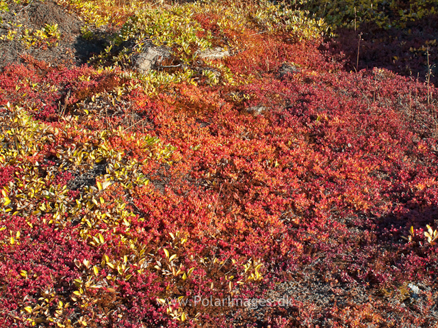 Autumn colors, Sydkap, ScoresbysundIMG_1485