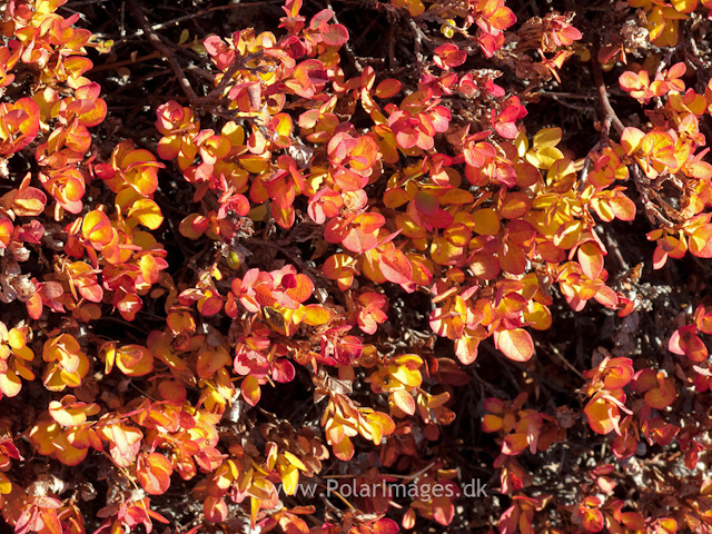 Autumn colors, Sydkap, ScoresbysundIMG_1498