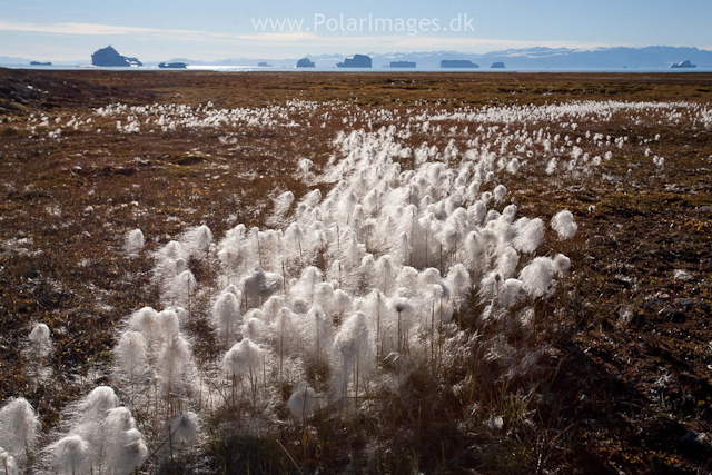 Cotton grass, Tyskit Nunat, Scoresbysund_MG_7670