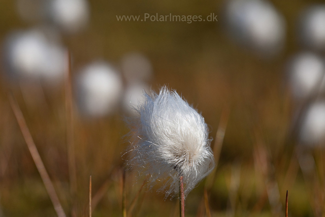 Cotton grass, Tyskit Nunat, Scoresbysund_MG_7672