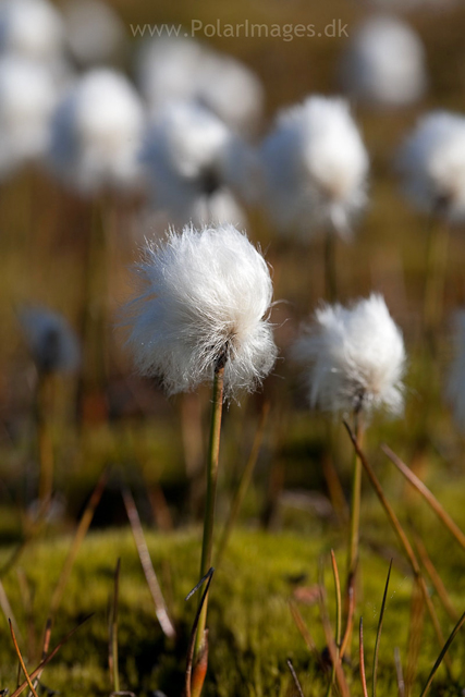 Cotton grass, Tyskit Nunat, Scoresbysund_MG_7678